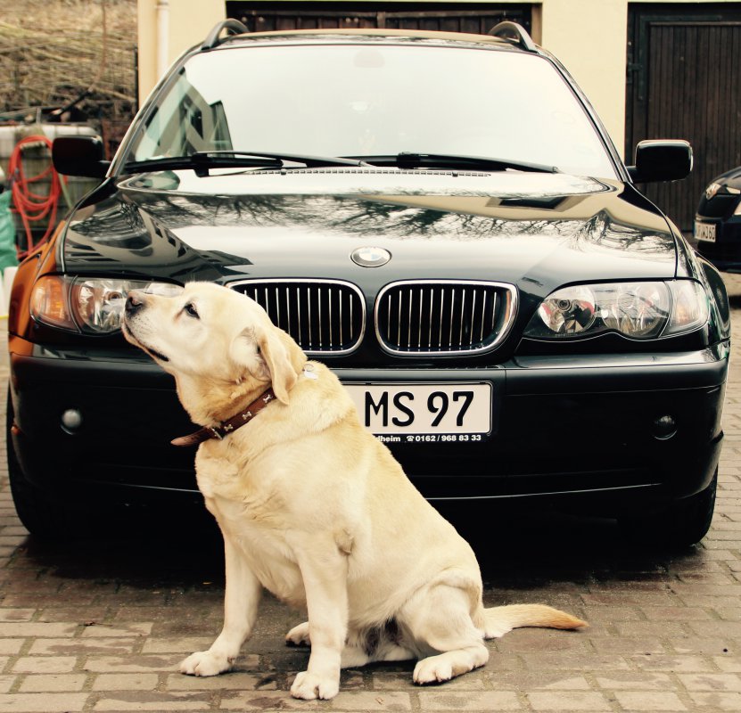 Mein BMW mit Hund =D