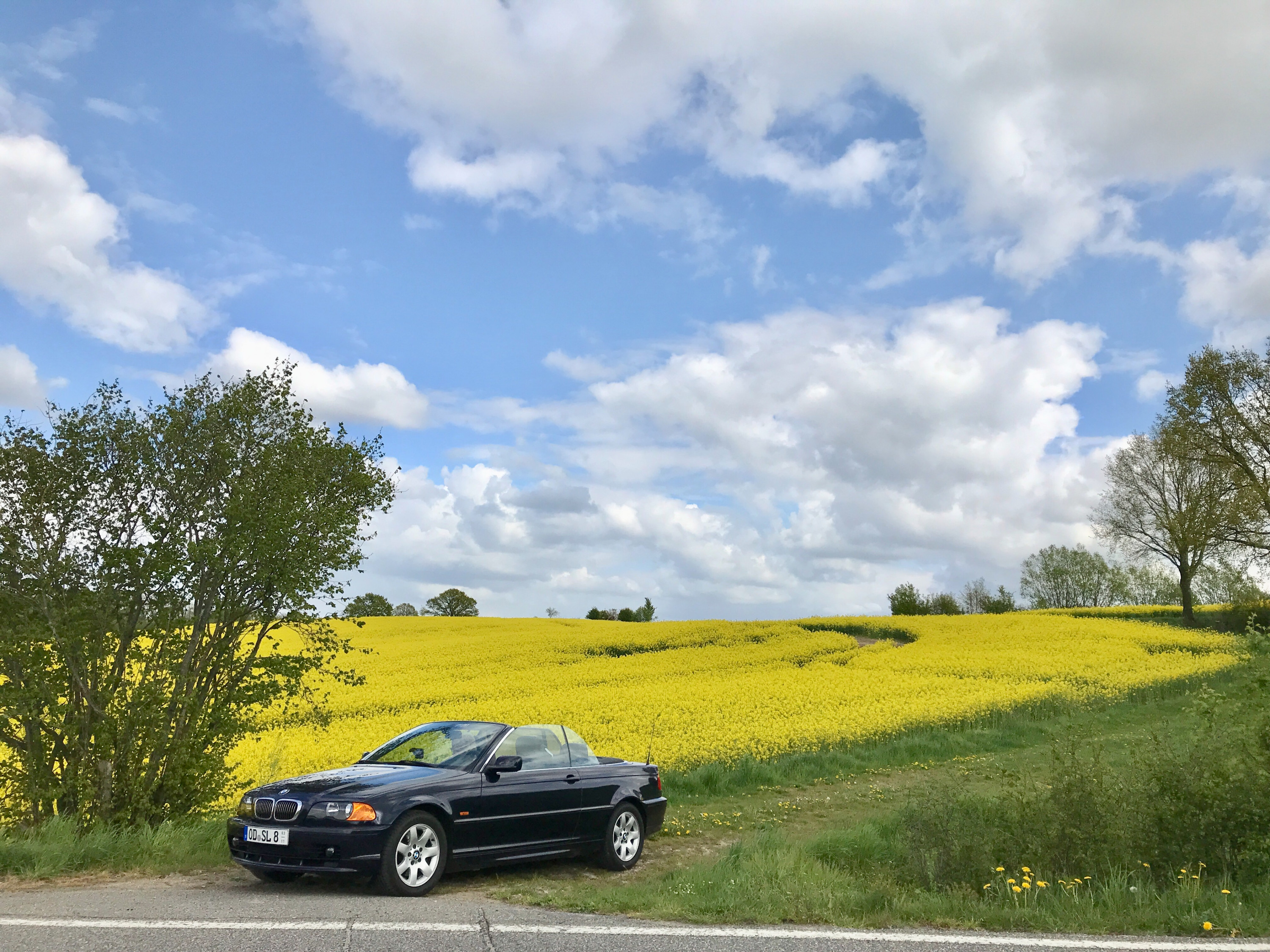 Ein Cab im Rapsfeld